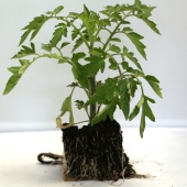 Plant de tomate cerise jaune
