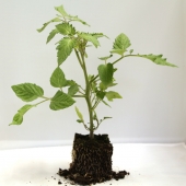 Plant de tomate cerise rouge