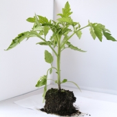 Plant de tomate Noire de crimée