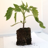 Plant de tomate Olivette