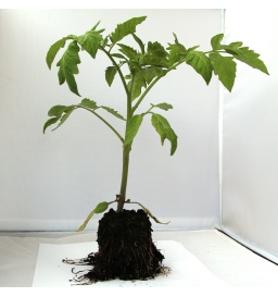 Tomate ronde Montfavet