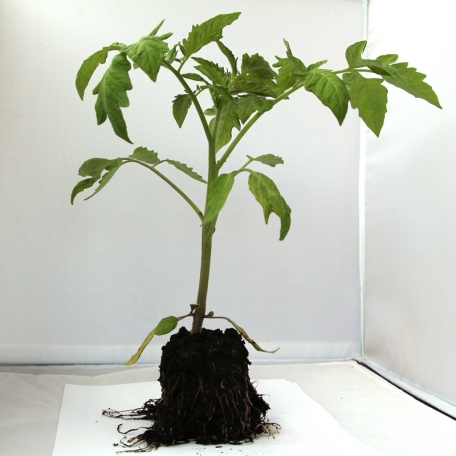 Tomate ronde Montfavet