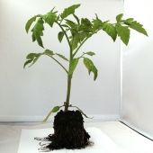 Tomate ronde Montfavet