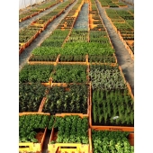 Plants
